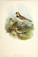 Richter after Gould Shore Lark (Otocoris alpestris)