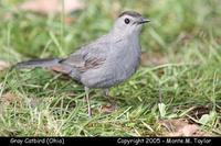 Gray Catbird - Ohio