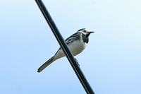 Motacilla alba yarrellii