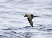 Bulwer's Petrel, Bulweria bulwerii