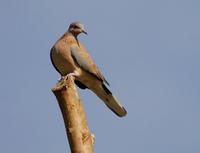 Laughing Dove (Streptopelia senegalensis)