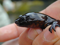 : Batrachuperus londongensis; Longdong Stream Salamander
