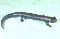 : Bolitoglossa occidentalis