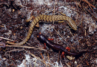 : Ensatina eschscholtzii xanthoptica; Yellow-eyed Ensatina;