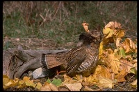 : Bonasa umbellus; Ruffed Grouse