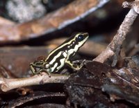 : Ranitomeya fulgurita