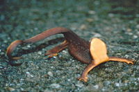 : Taricha granulosa; Rough-skinned Newt