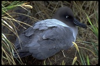 : Phoebetria palpebrata; Light-mantled Albatross