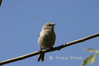 : Psaltriparus minimus; Bushtit