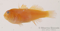 : Gobiodon quinquestrigatus
