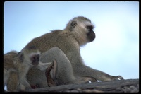 : Cercopithecus sabaeus; Green Guenon