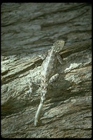 : Agama sp.; Lizard