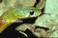 : Rhabdophis subminiatus; Rednecked Keelback