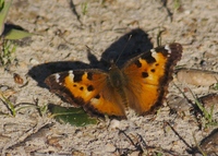 : Nymphalis californica; California Tortoiseshell Butterfly