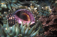 : Nucella emarginata; Emarginate Dogwinkle;