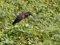 Black Bittern Scientific name - Dupetor flavicollis