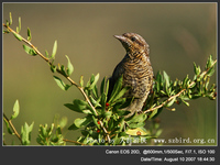 Jynx torquilla Eurasian Wryneck 蟻鴷 012-019