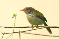 Common Tailorbird 長尾縫葉鶯
