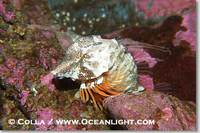 ...o protect its eggs and itself., Rhamphocottus richardsoni, Phillip Colla, all rights reserved wo...