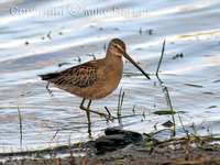 Long-billed Dowitcher (Limnodromus scolopaceus)