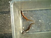 Clouded Salamander