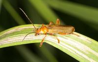 Cantharis rufa