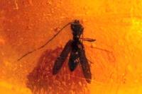 Plectromerus tertiarius