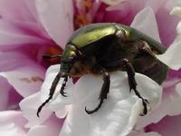 Protaetia cuprea - Rose-chafer