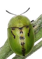 Cassida murraea murraea var. maculata