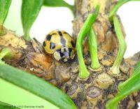 Adalia conglomerata