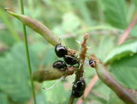 Coptosoma scutellatum