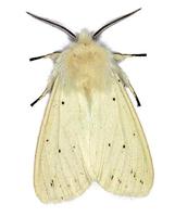 Spilosoma lubricipeda - White Ermine