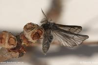 Lycia isabellae