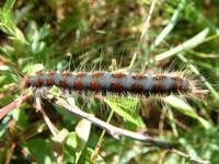 Eriogaster lanestris - Small Eggar