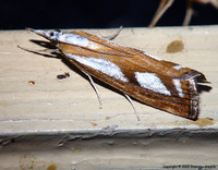 Catoptria permutatellus