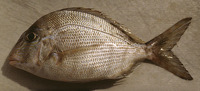 Calamus proridens, Littlehead porgy: fisheries