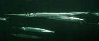 Platybelone argalus platyura, Keeled needlefish: gamefish