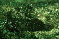 Cirripectes quagga, Squiggly blenny: