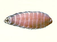 Zebrias quagga, Fringefin zebra sole: fisheries