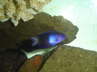 Chrysiptera rapanui, Easter damselfish: