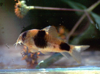 Corydoras weitzmani, Twosaddle corydoras: aquarium