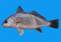 Umbrina analis, Longspine drum: fisheries