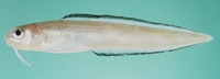 Ophidion smithi, :