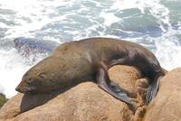 Image of: Arctocephalus australis (South American fur seal)