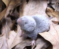 Image of: Blarina brevicauda (northern short-tailed shrew)