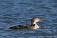 Gavia immer - Great Northern Diver