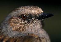 Prunella modularis - Dunnock