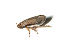 Image of: Cercopidae (froghoppers and spittlebugs)