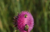Image of: Halictidae (halictid bees and sweat bees), Bombus