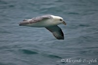 Fulmarus glacialis - Northern Fulmar